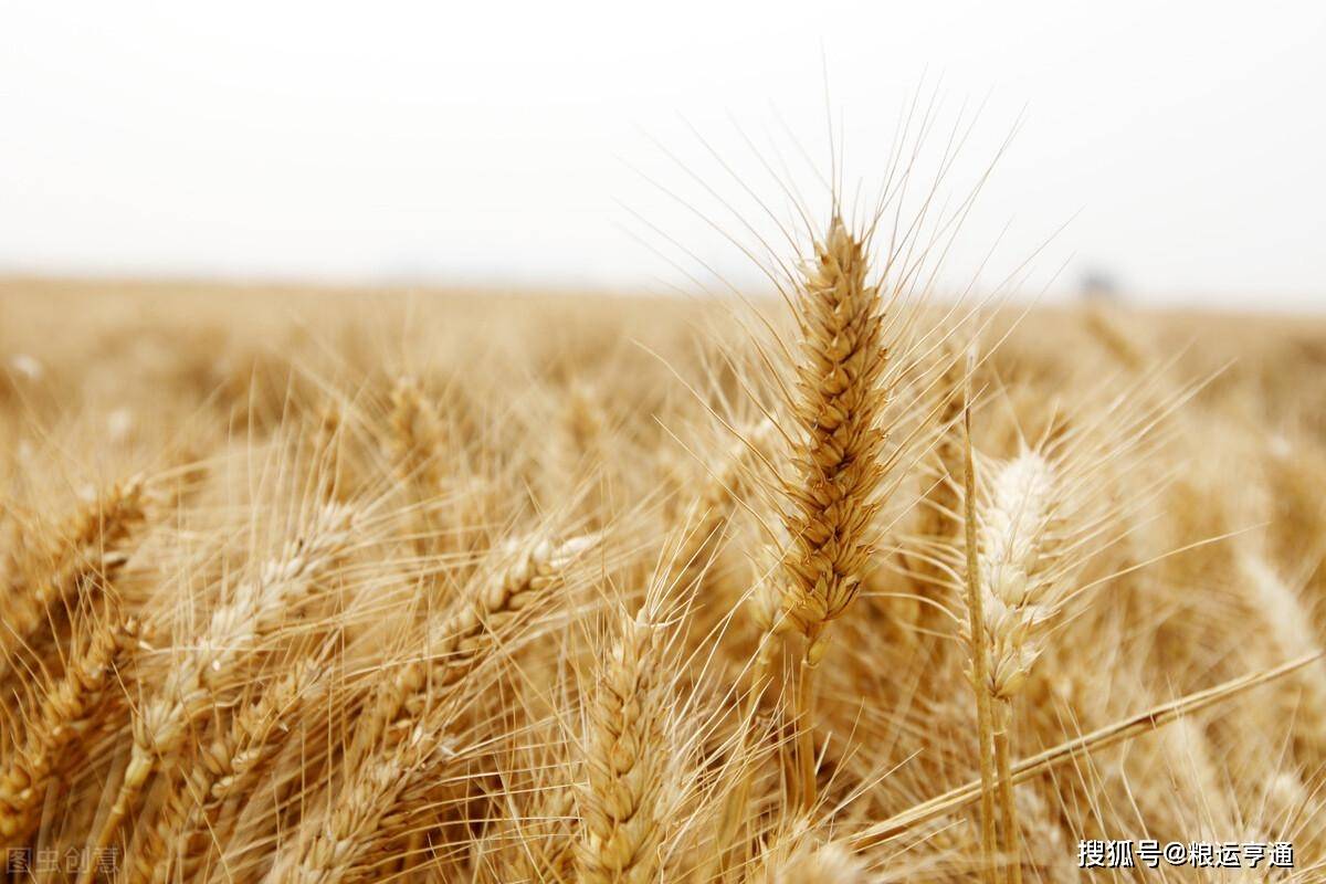 今日小麦价格行情<strong></p>
<p>fil币价格今日行情</strong>！8月10日