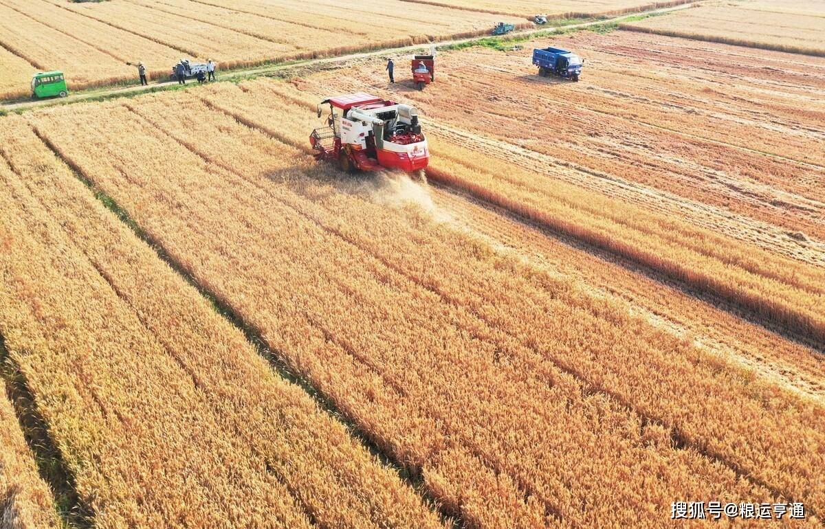 今日小麦价格行情<strong></p>
<p>fil币价格今日行情</strong>！8月10日