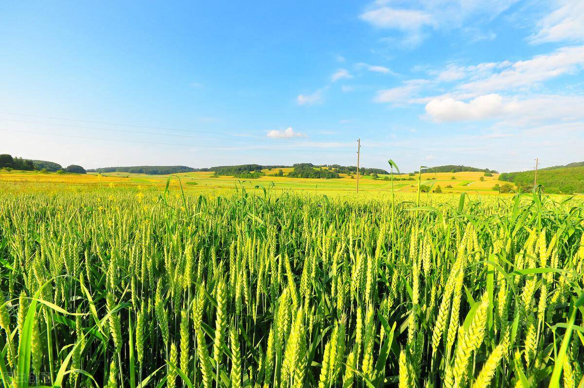 （2022年1月1日）今日小麦价格行情