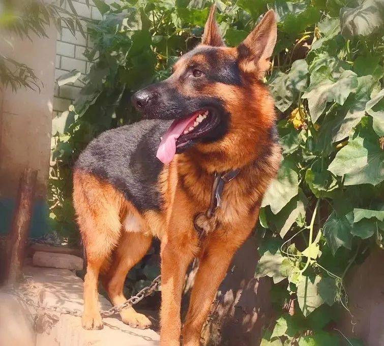 高瓴压了重注<strong></p>
<p>美股 新浪财经</strong>！又一家中企申请赴美IPO