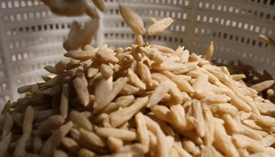 “中国麦冬之乡”两居民被盗近1吨中药材麦冬引轰动：多年来首次发生<strong></p>
<p>虚拟币被盗立案</strong>，嫌疑人落网