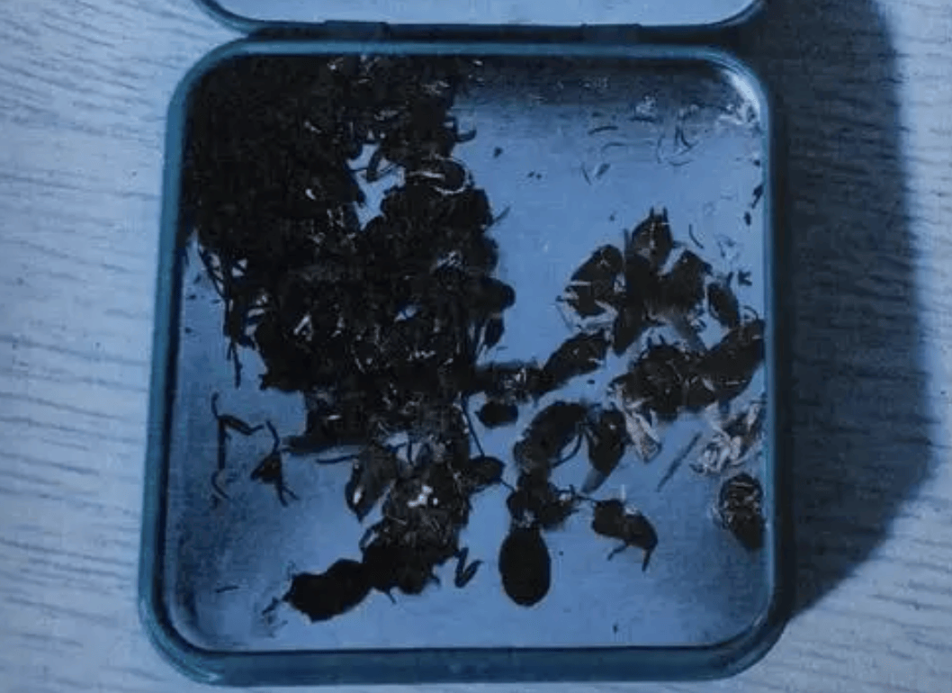 打两碗蘸料<strong></p>
<p>虚拟币价值排行</strong>，吃一碗毁一碗！女子投虫敲诈火锅店更多细节曝光