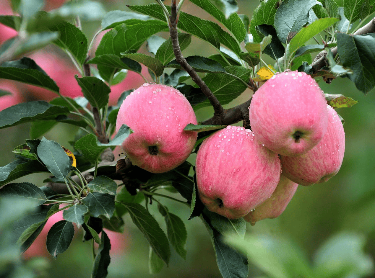 “含糖量”极高<strong></p>
<p>最值钱的虚拟币</strong>！解锁“北方水果公园”山西万荣的甜蜜