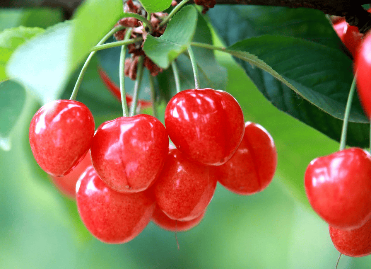 “含糖量”极高<strong></p>
<p>最值钱的虚拟币</strong>！解锁“北方水果公园”山西万荣的甜蜜