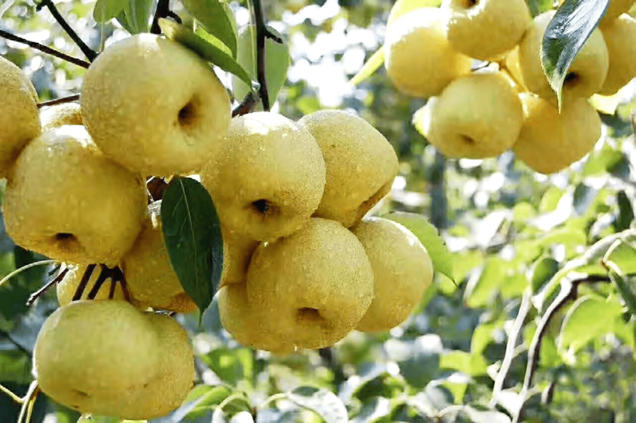 “含糖量”极高<strong></p>
<p>最值钱的虚拟币</strong>！解锁“北方水果公园”山西万荣的甜蜜