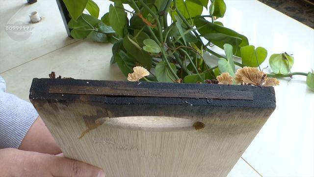 “可以蒸蛋”！昆明一女子家中搓衣板上长菌<strong></p>
<p>虚拟币理财该如何选择</strong>，品种竟是……