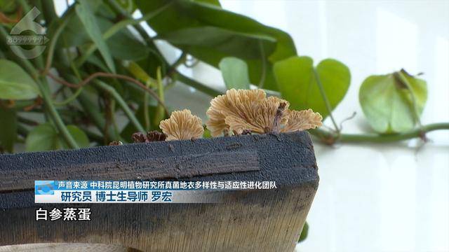 “可以蒸蛋”！昆明一女子家中搓衣板上长菌<strong></p>
<p>虚拟币理财该如何选择</strong>，品种竟是……