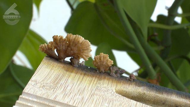 “可以蒸蛋”！昆明一女子家中搓衣板上长菌<strong></p>
<p>虚拟币理财该如何选择</strong>，品种竟是……