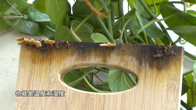 “可以蒸蛋”！昆明一女子家中搓衣板上长菌<strong></p>
<p>虚拟币理财该如何选择</strong>，品种竟是……