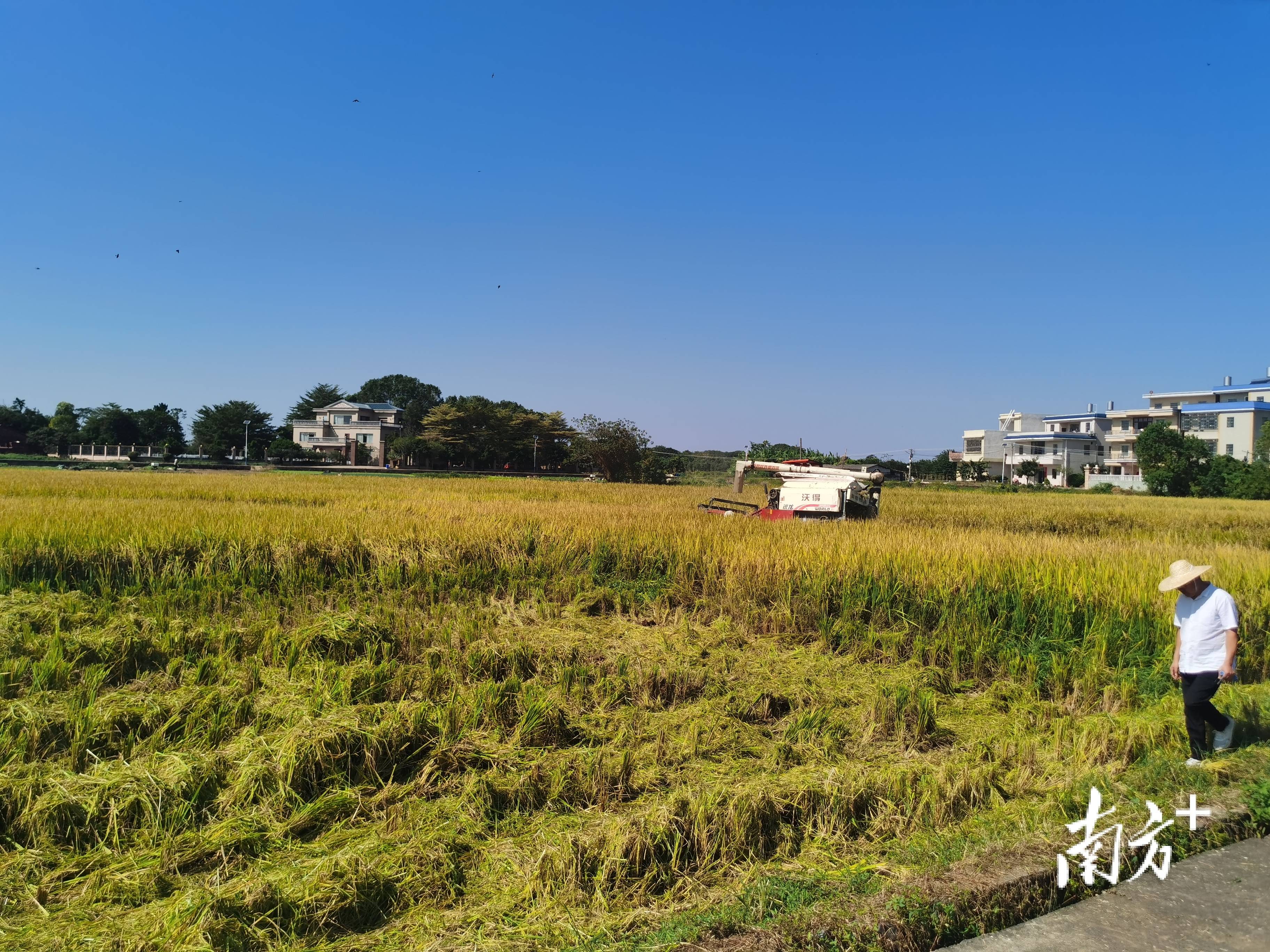 周年亩产1446.18公斤！梅州兴宁引进华农技术<strong></p>
<p>最新虚拟币认购</strong>，创双季丝苗香米高产纪录