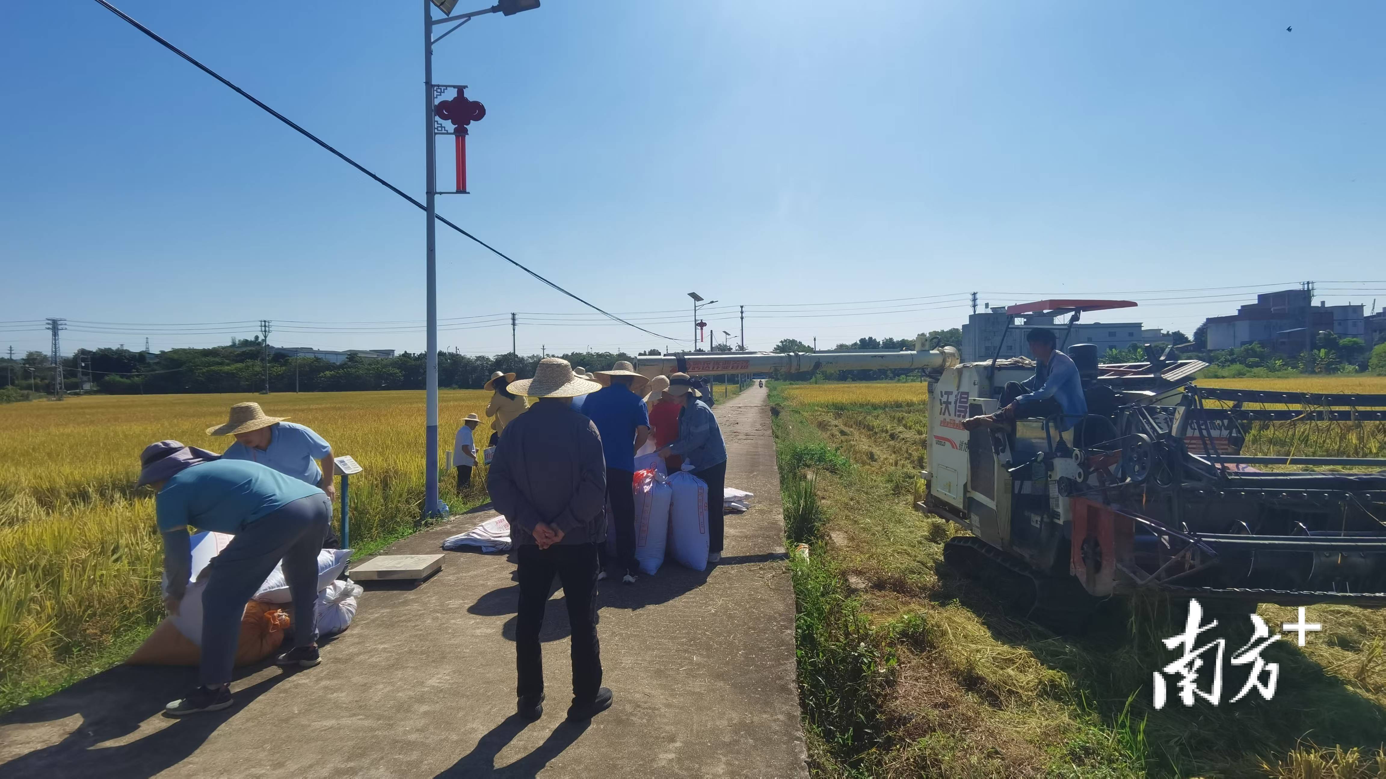 周年亩产1446.18公斤！梅州兴宁引进华农技术<strong></p>
<p>最新虚拟币认购</strong>，创双季丝苗香米高产纪录