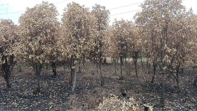 群众近千棵桂花树被烧死<strong></p>
<p>虚拟币挖矿程序原理</strong>，为何不立案？驻马店回应