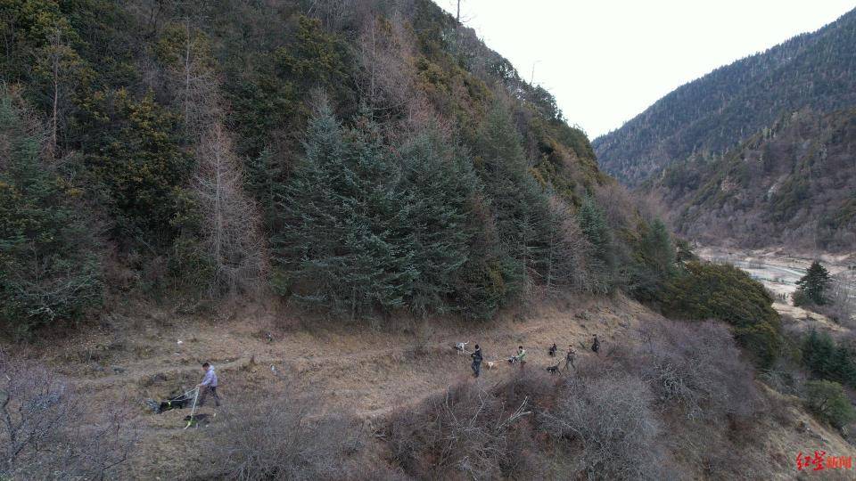 揭秘“野猪猎捕队”丨海拔3000米高山密林<strong></p>
<p>php虚拟币网站源码</strong>，记者跟队直击猎捕野猪全过程