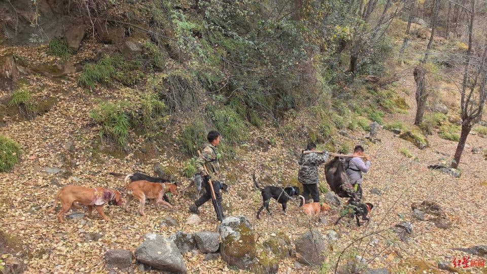 揭秘“野猪猎捕队”丨海拔3000米高山密林<strong></p>
<p>php虚拟币网站源码</strong>，记者跟队直击猎捕野猪全过程