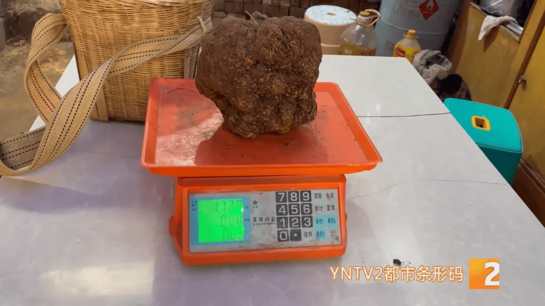 昆明一村民挖到1.7公斤超大松露<strong></p>
<p>php虚拟币网站源码</strong>！“看都看不够”