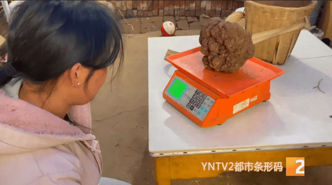 昆明一村民挖到1.7公斤超大松露<strong></p>
<p>php虚拟币网站源码</strong>！“看都看不够”