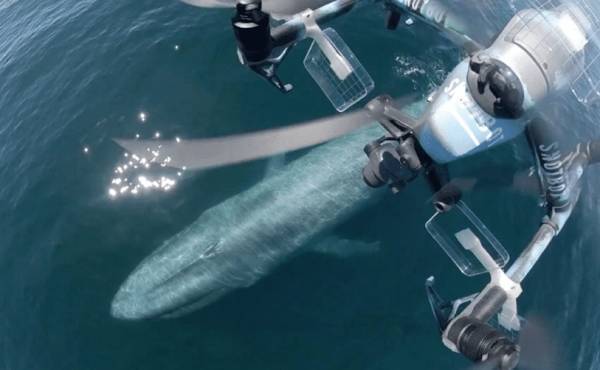 美国科学家震惊：封杀中国无人机<strong></p>
<p>中国首款虚拟币龙币</strong>，“简直是疯了！”