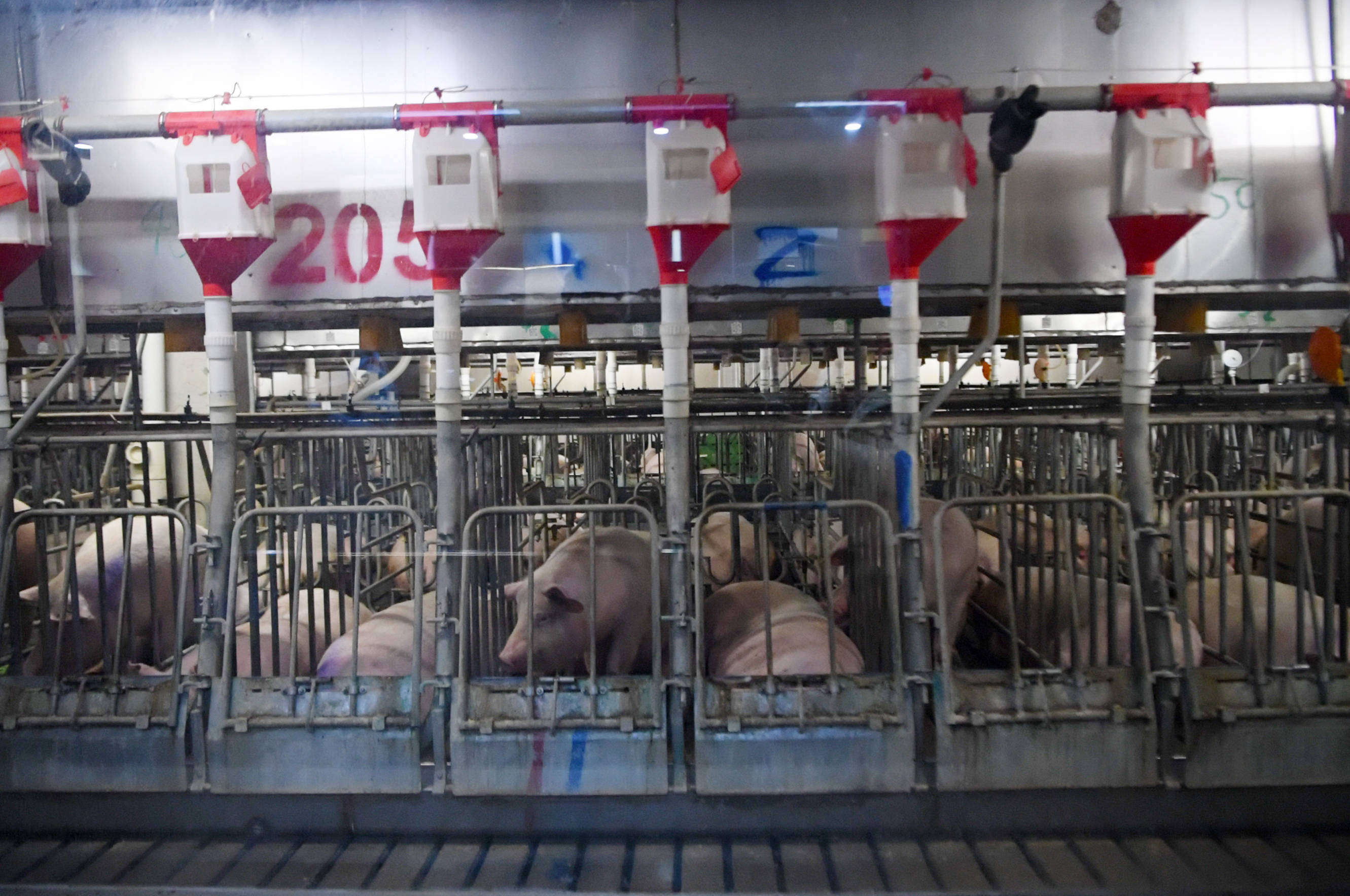 生猪“上楼”“屋”内无菌 养猪成<strong></p>
<p>虚拟币中国 友谊币</strong>了“科技活儿”