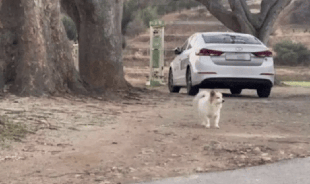 韩国空难机长最后动作曝光<strong></p>
<p>模拟城市虚拟币</strong>，“他可能一直紧握操纵杆坚持到了最后”！涉嫌职务过失致死，涉事航司高管被禁止出国！调查中飞机残骸再次起火