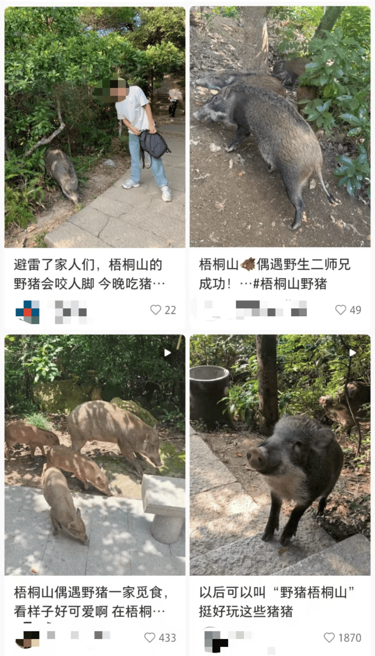 深圳梧桐山网红野猪下崽？市民拍到“一家人整整齐齐”<strong></p>
<p>洛克币虚拟货币</strong>，管理处：天天都有人投喂