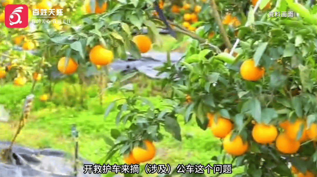 救护车被曝开到地里装柑橘<strong></p>
<p>洛克币虚拟货币</strong>？当地卫健局回应