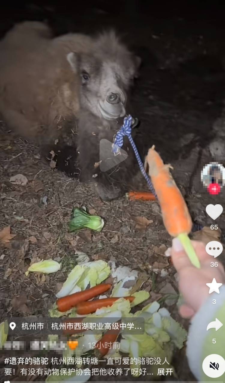 杭州一高架桥下长期拴只骆驼 街道最新回应：已由主人牵走