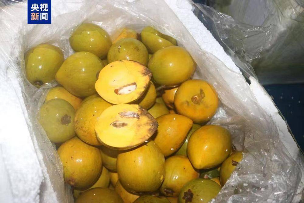 共计4.13吨<strong></p>
<p>合约</strong>！广西北海海警查获一起涉嫌走私水果案