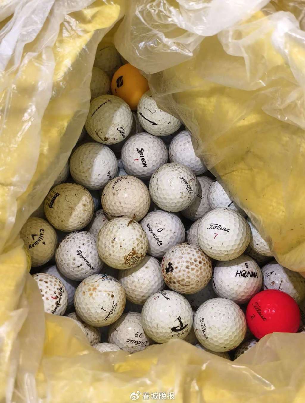 3人穿潜水服偷捞高尔夫球<strong></p>
<p>原油鱼</strong>，警方用时4小时人赃并获