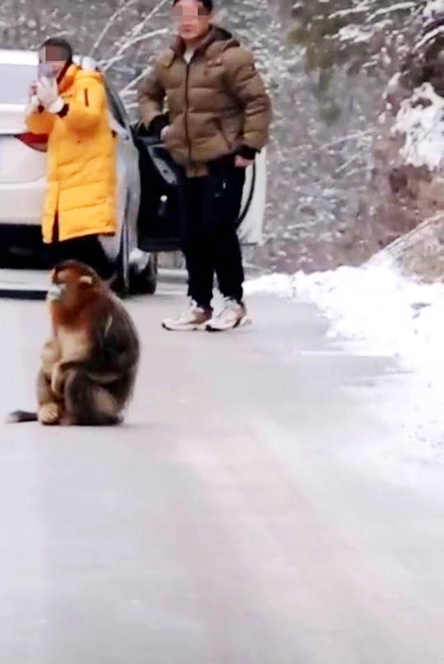 神农架受伤金丝猴蹲路边向人类求助？救护站：已救治<strong></p>
<p>核原油</strong>，基本恢复健康