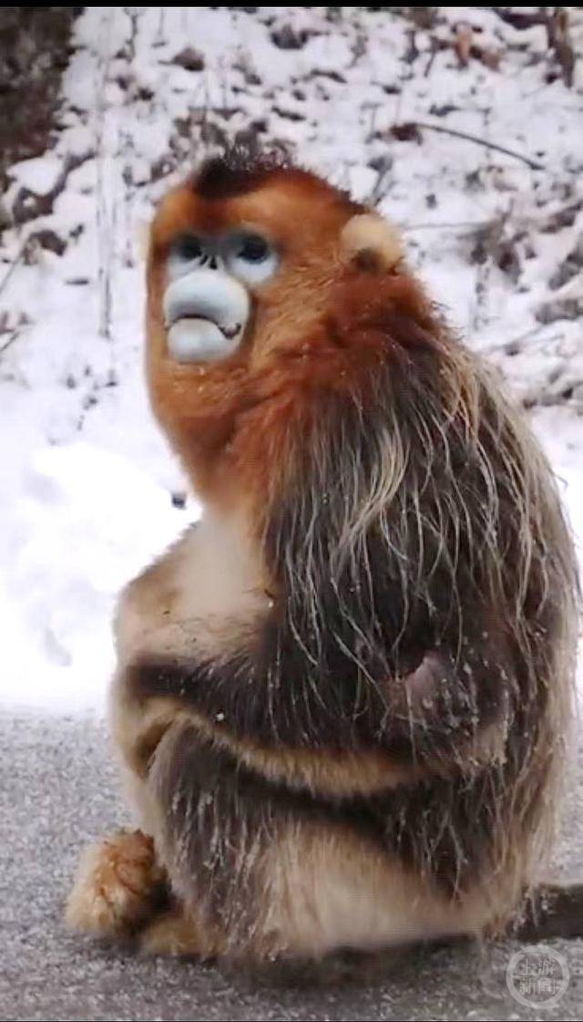 神农架受伤金丝猴蹲路边向人类求助？救护站：已救治<strong></p>
<p>核原油</strong>，基本恢复健康