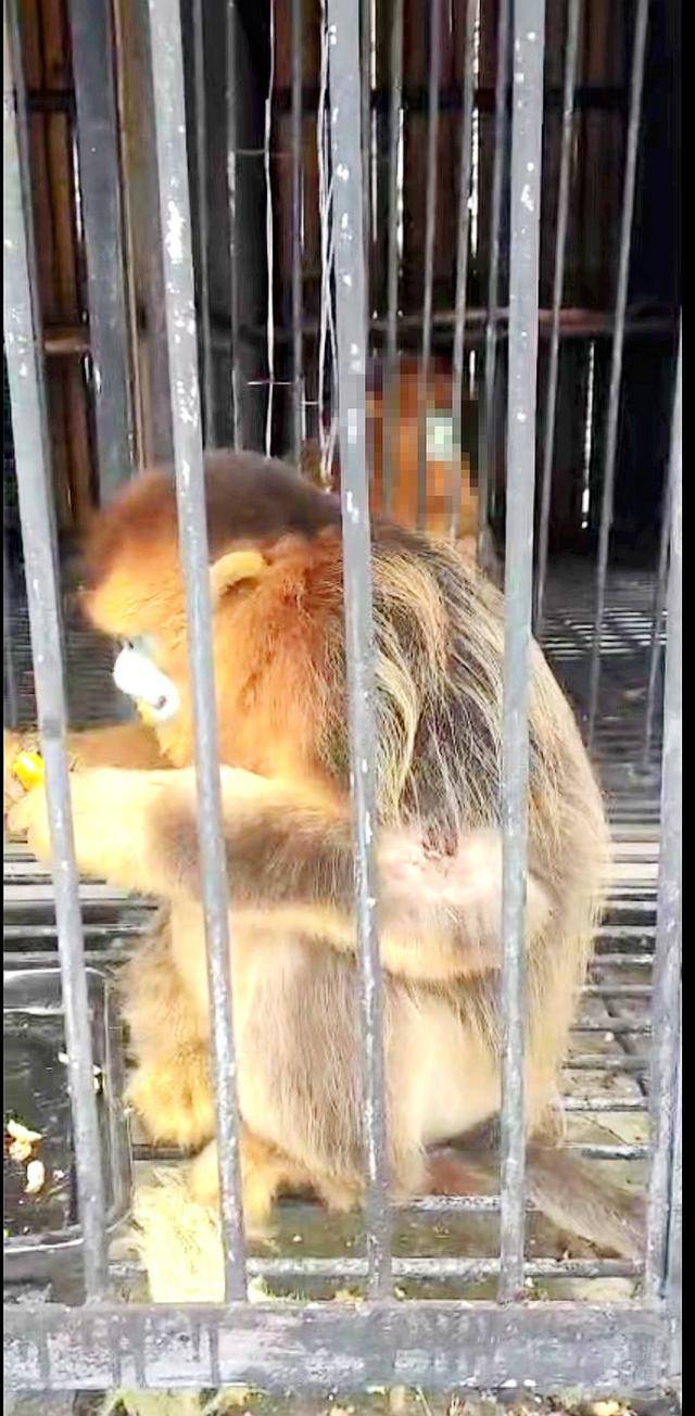 神农架受伤金丝猴蹲路边向人类求助？救护站：已救治<strong></p>
<p>核原油</strong>，基本恢复健康