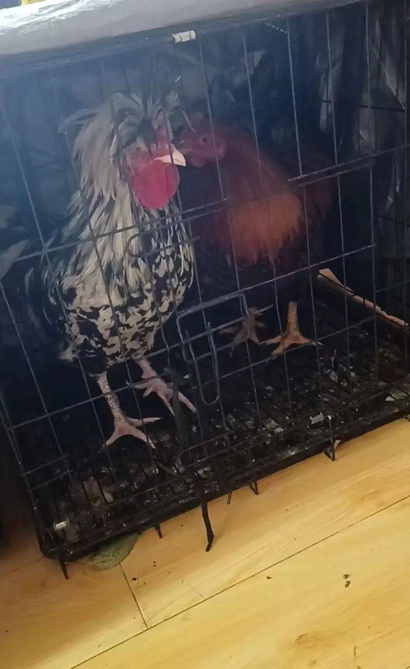 凌晨打鸣到天亮！长沙一小区超市养4只公鸡邻居难入睡<strong></p>
<p>核原油</strong>，回应：尽快吃掉