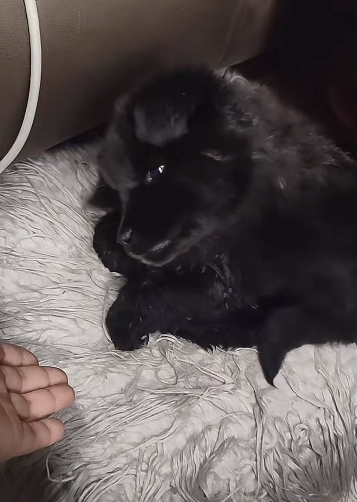 重庆男子在理塘旅游送当地小孩零食<strong></p>
<p>核原油</strong>，反被赠三只藏獒，“他们把我当做很好的客人”