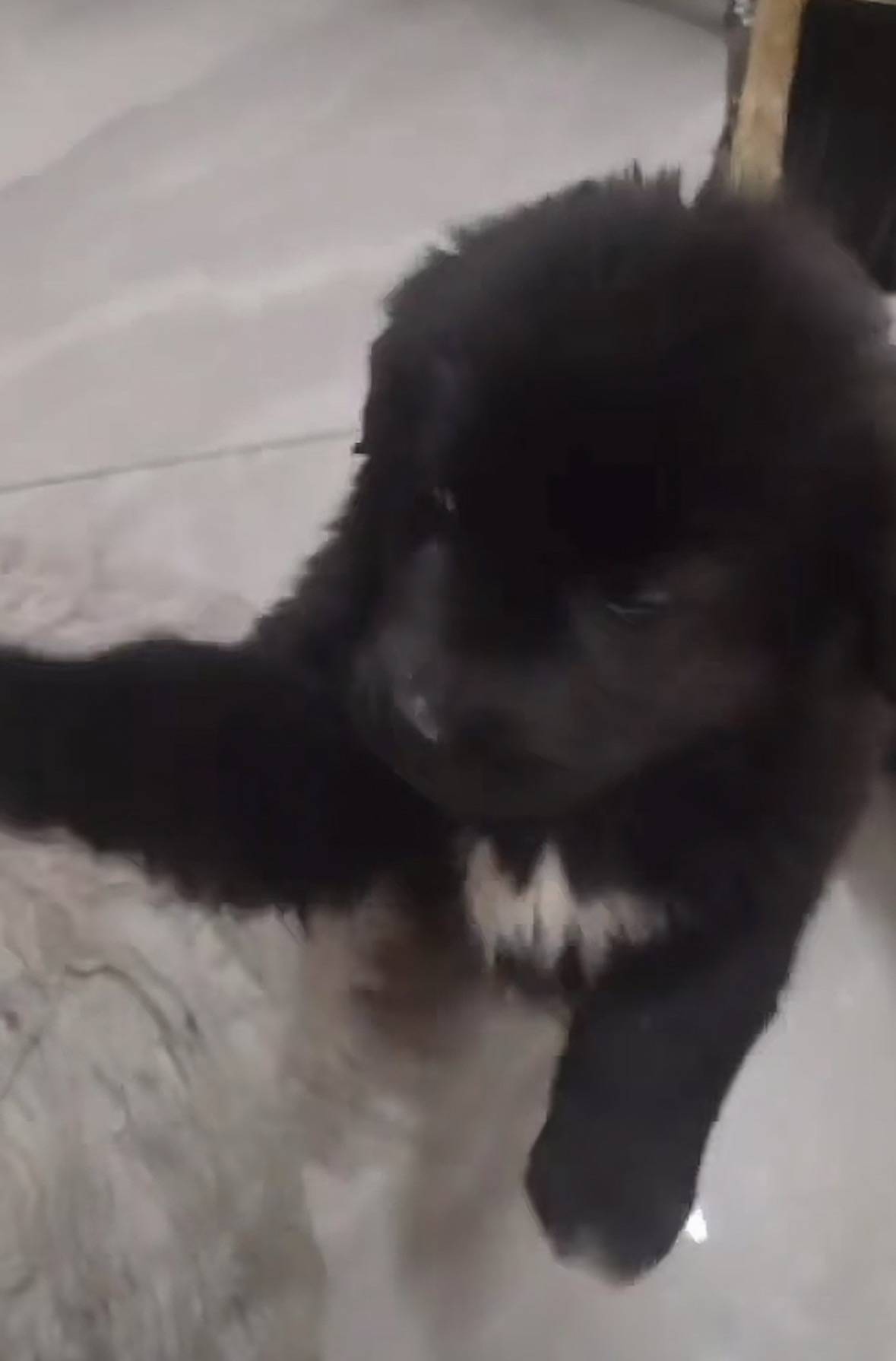 重庆男子在理塘旅游送当地小孩零食<strong></p>
<p>核原油</strong>，反被赠三只藏獒，“他们把我当做很好的客人”