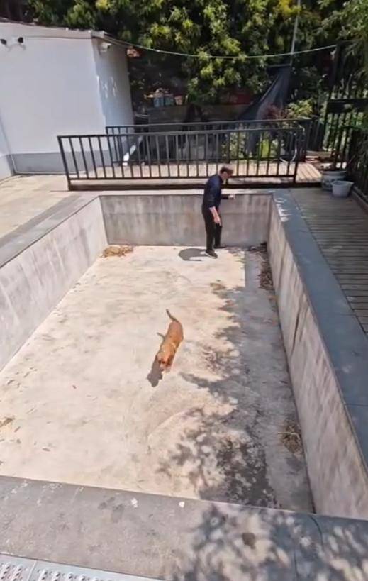 老鼠掉进泳池<strong></p>
<p>1吨原油多少桶</strong>，广东大叔出动鸡猫狗团队，结果全被老鼠吓跑！网友坐不住纷纷晒战绩