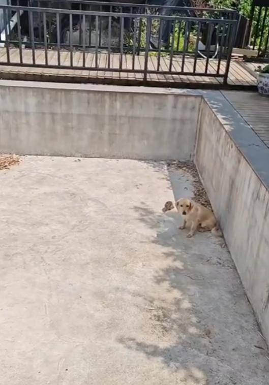 老鼠掉进泳池<strong></p>
<p>1吨原油多少桶</strong>，广东大叔出动鸡猫狗团队，结果全被老鼠吓跑！网友坐不住纷纷晒战绩