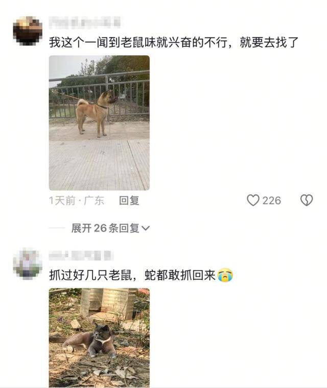 老鼠掉进泳池<strong></p>
<p>1吨原油多少桶</strong>，广东大叔出动鸡猫狗团队，结果全被老鼠吓跑！网友坐不住纷纷晒战绩