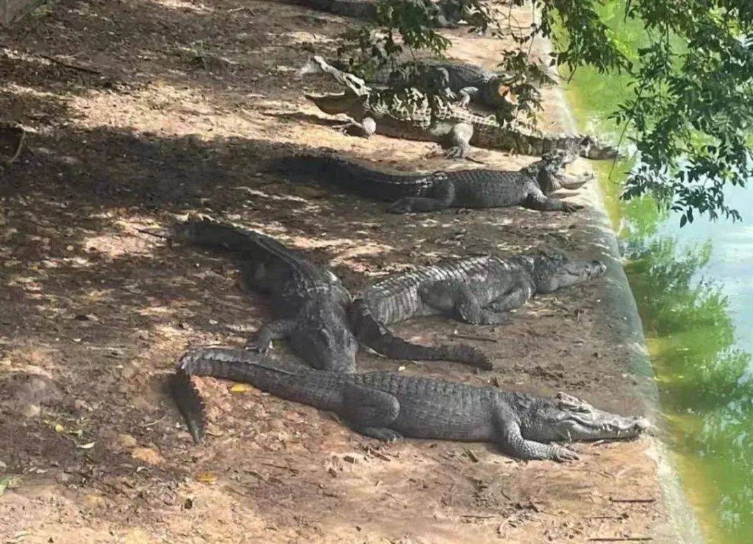 深圳一法院400万元起拍100吨活鳄鱼，需“上门提货”，变卖源自一起刑事案件