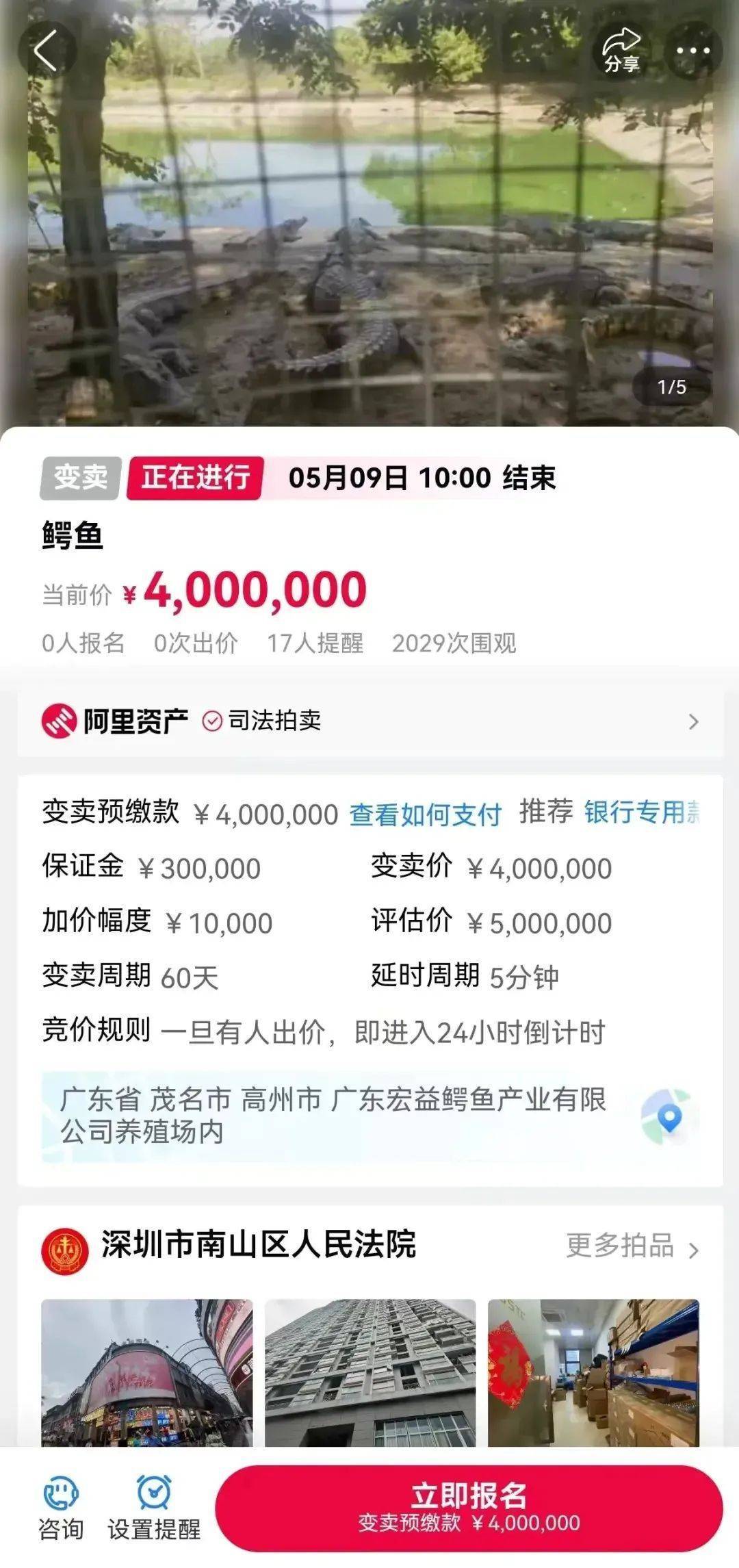 深圳一法院400万元起拍100吨活鳄鱼<strong></p>
<p>1吨原油多少桶</strong>，需“上门提货”，变卖源自一起刑事案件
