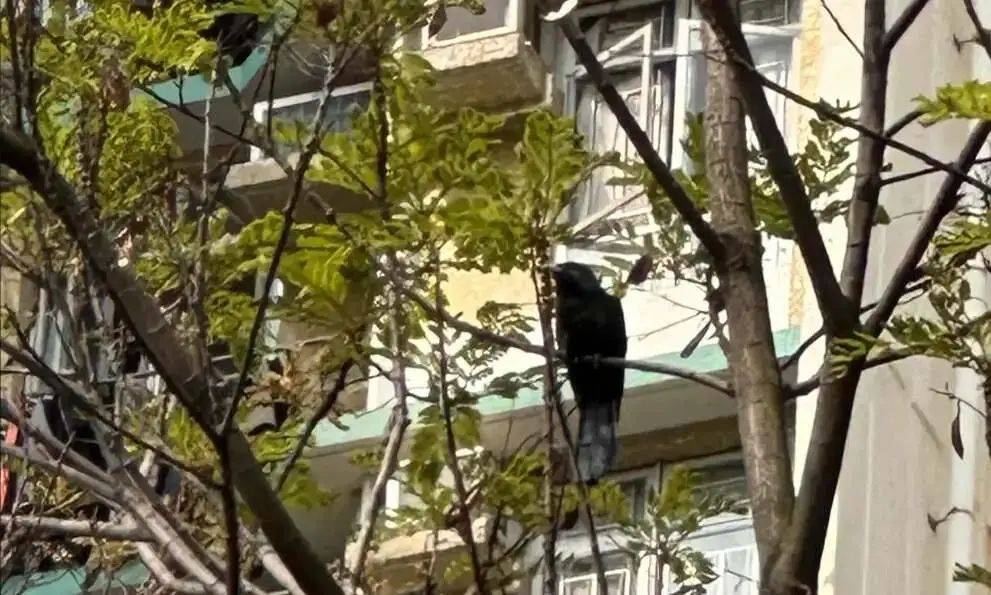 “周末想睡个懒觉都不行”<strong></p>
<p>国际原油新闻</strong>，有多少深圳人被这种鸟吵到神经衰弱