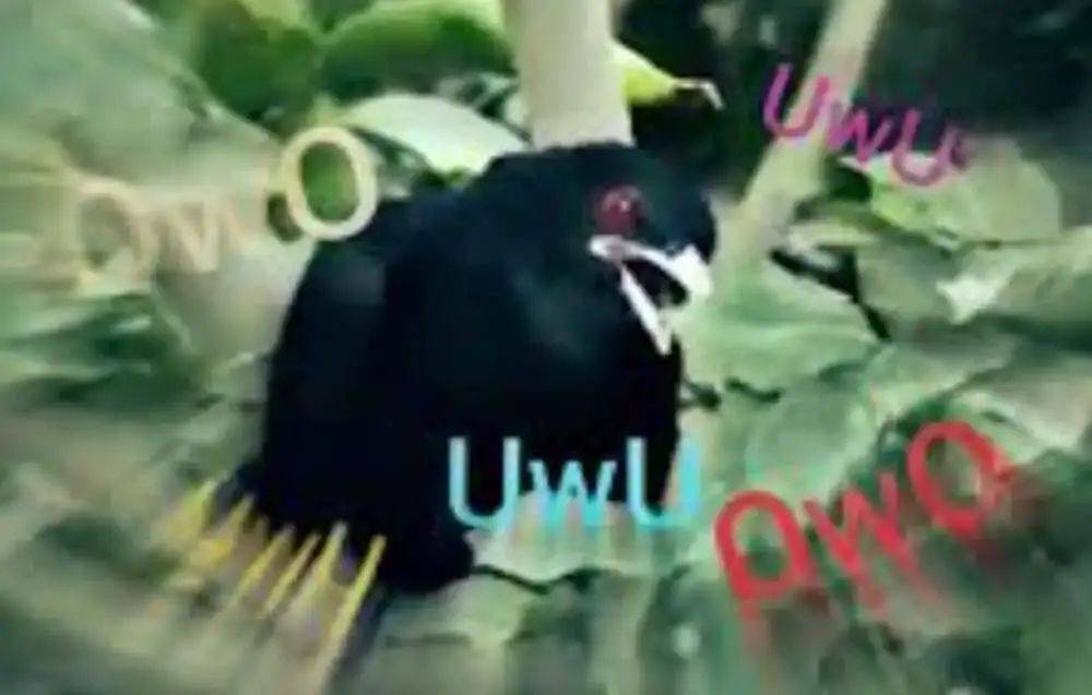 “周末想睡个懒觉都不行”<strong></p>
<p>国际原油新闻</strong>，有多少深圳人被这种鸟吵到神经衰弱