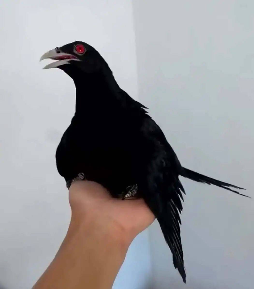 “周末想睡个懒觉都不行”<strong></p>
<p>国际原油新闻</strong>，有多少深圳人被这种鸟吵到神经衰弱