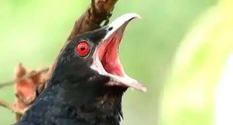 “周末想睡个懒觉都不行”<strong></p>
<p>国际原油新闻</strong>，有多少深圳人被这种鸟吵到神经衰弱