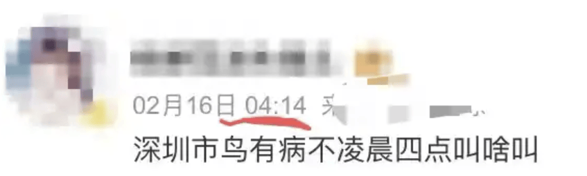 “周末想睡个懒觉都不行”<strong></p>
<p>国际原油新闻</strong>，有多少深圳人被这种鸟吵到神经衰弱