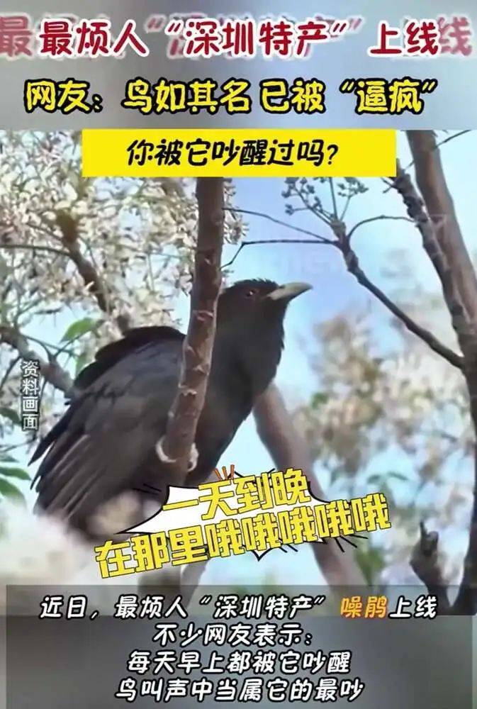 “周末想睡个懒觉都不行”<strong></p>
<p>国际原油新闻</strong>，有多少深圳人被这种鸟吵到神经衰弱