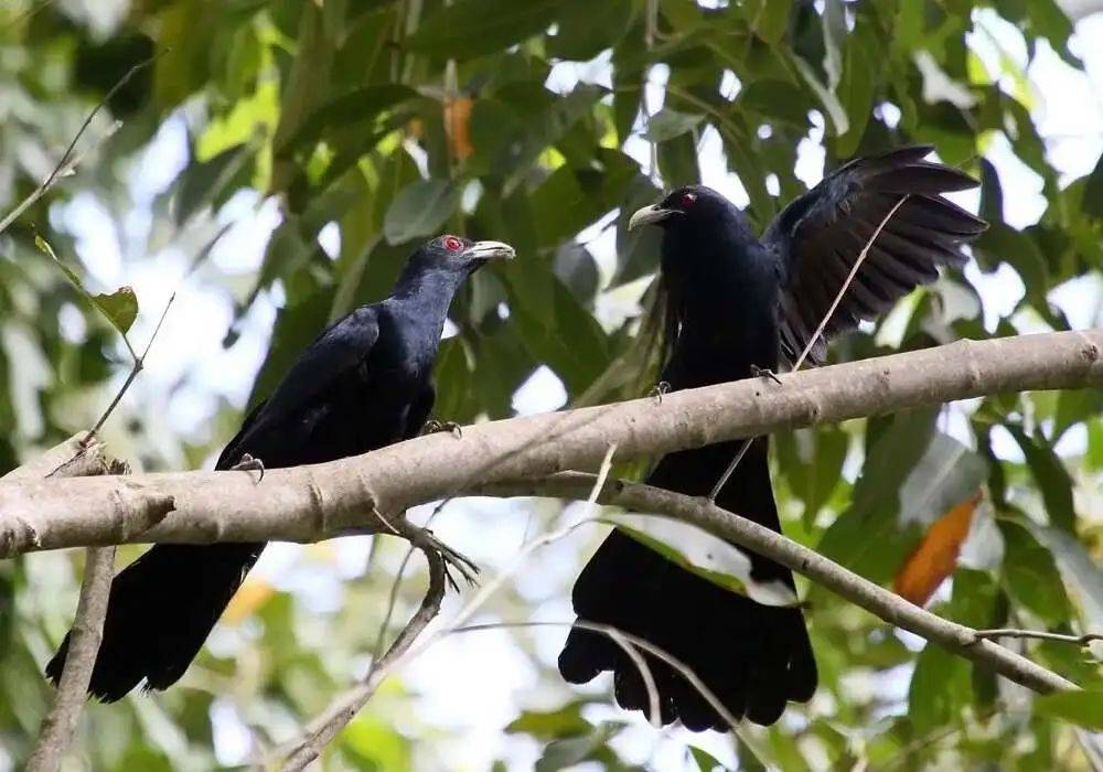 “周末想睡个懒觉都不行”<strong></p>
<p>国际原油新闻</strong>，有多少深圳人被这种鸟吵到神经衰弱