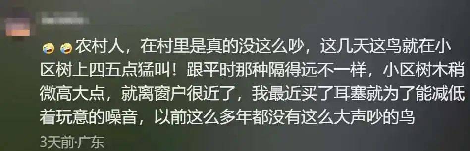 “周末想睡个懒觉都不行”<strong></p>
<p>国际原油新闻</strong>，有多少深圳人被这种鸟吵到神经衰弱