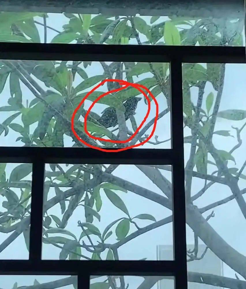 “周末想睡个懒觉都不行”<strong></p>
<p>国际原油新闻</strong>，有多少深圳人被这种鸟吵到神经衰弱