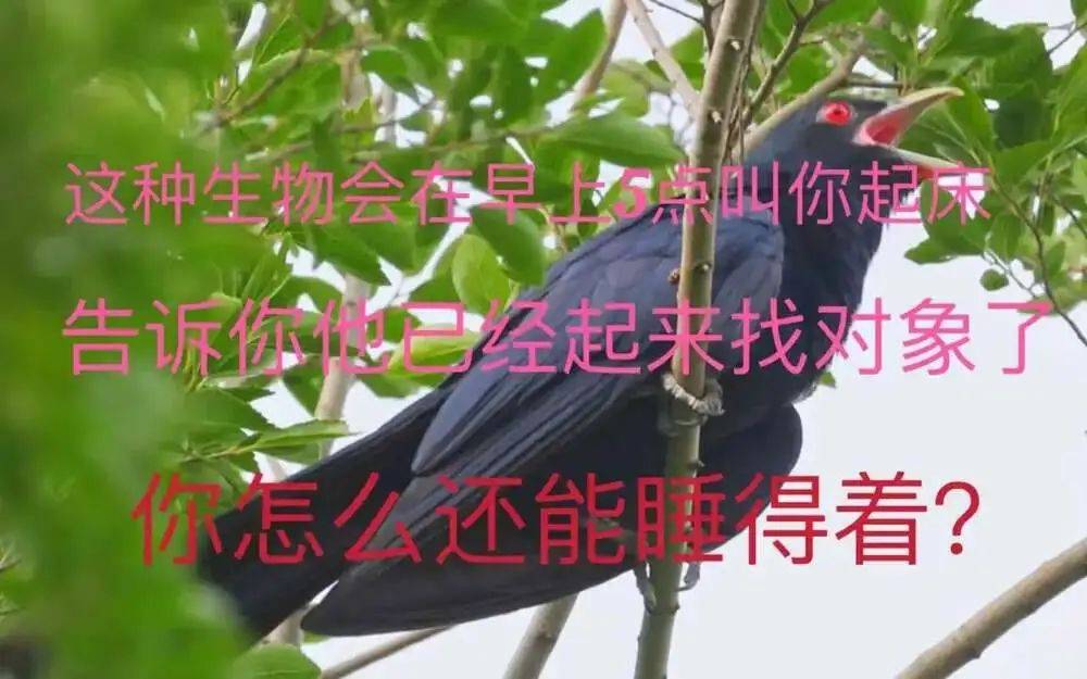 “周末想睡个懒觉都不行”<strong></p>
<p>国际原油新闻</strong>，有多少深圳人被这种鸟吵到神经衰弱