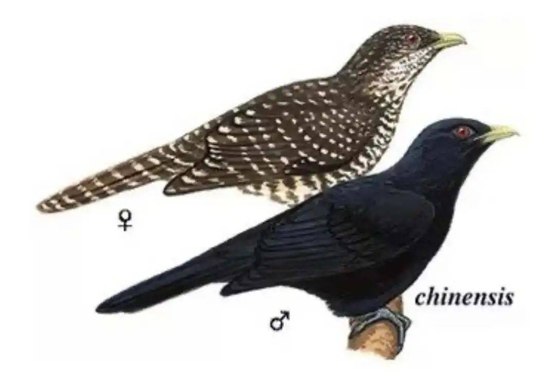 “周末想睡个懒觉都不行”<strong></p>
<p>国际原油新闻</strong>，有多少深圳人被这种鸟吵到神经衰弱